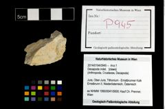 Foto (Objekt + Etikett) von Decapoda indet.  (NHMW-GEO-2014-0194-0945)